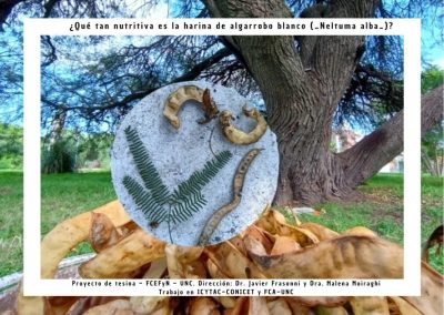 ¿Qué tan nutritiva es la harina de algarrobo blanco (_Neltuma alba_)? ¿Qué tan nutritiva es la harina de algarrobo blanco (_Neltuma alba_)?